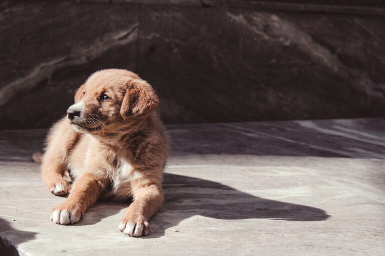 golden retriever puppy lying on floor - PuppyStorage.com