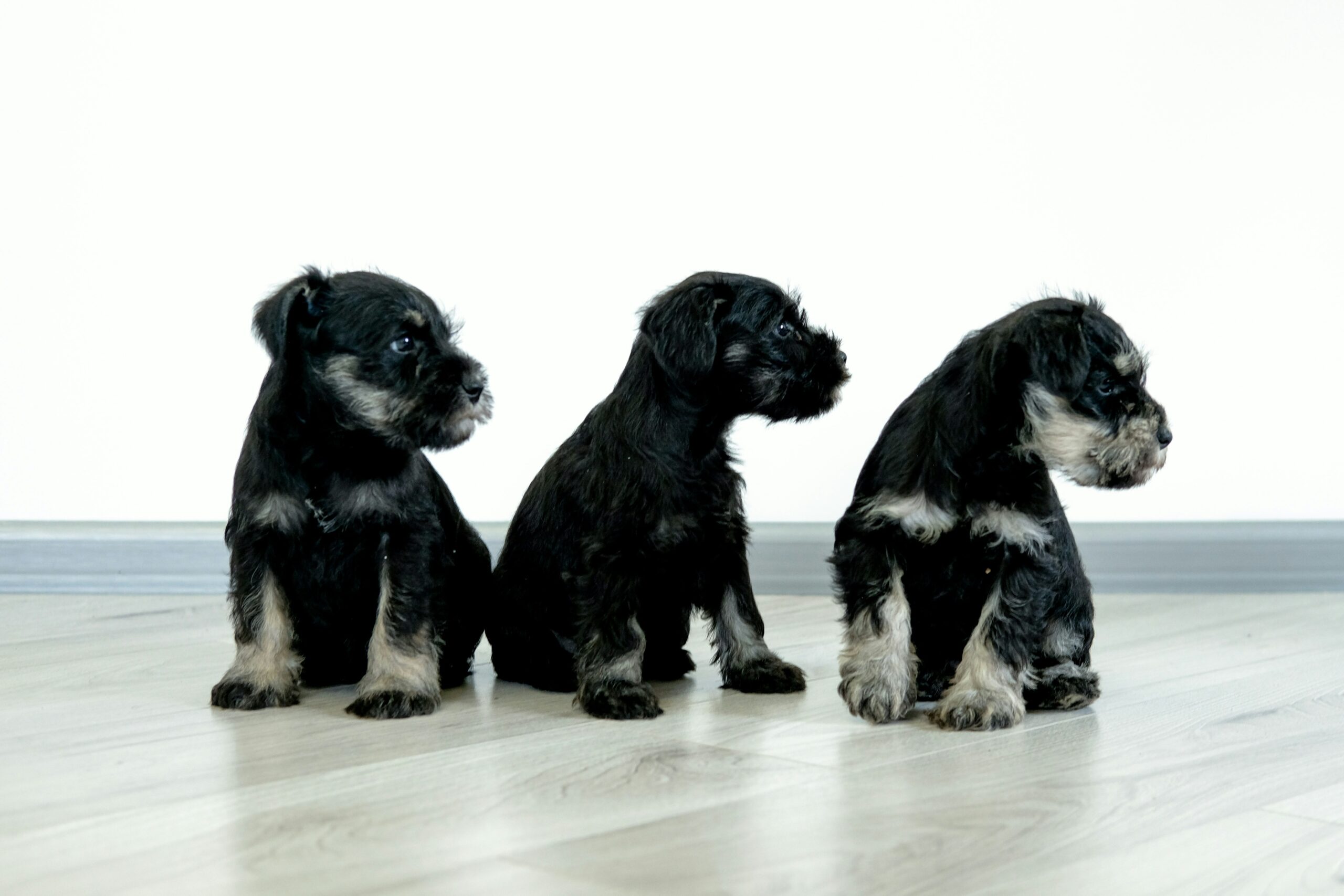 three black and white puppies sitting on a wooden floor - PuppyStorage.com