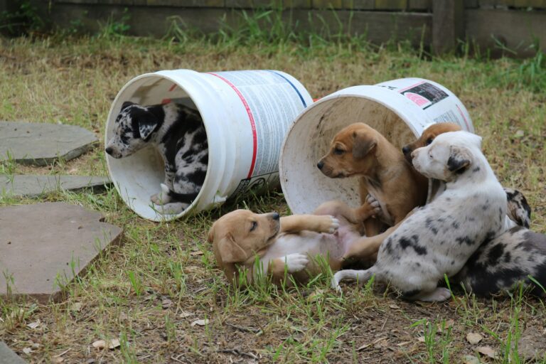 Organizing Puppy Supplies as They Grow