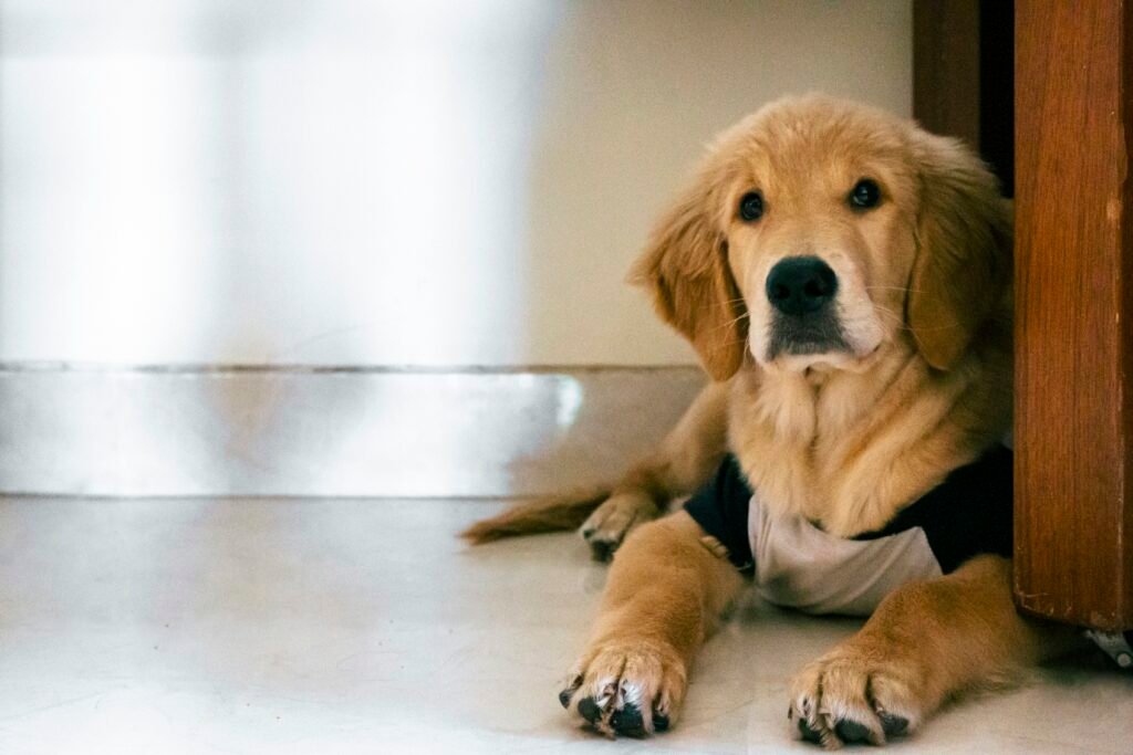 brown short coated dog lying on floor - PuppyStorage.com