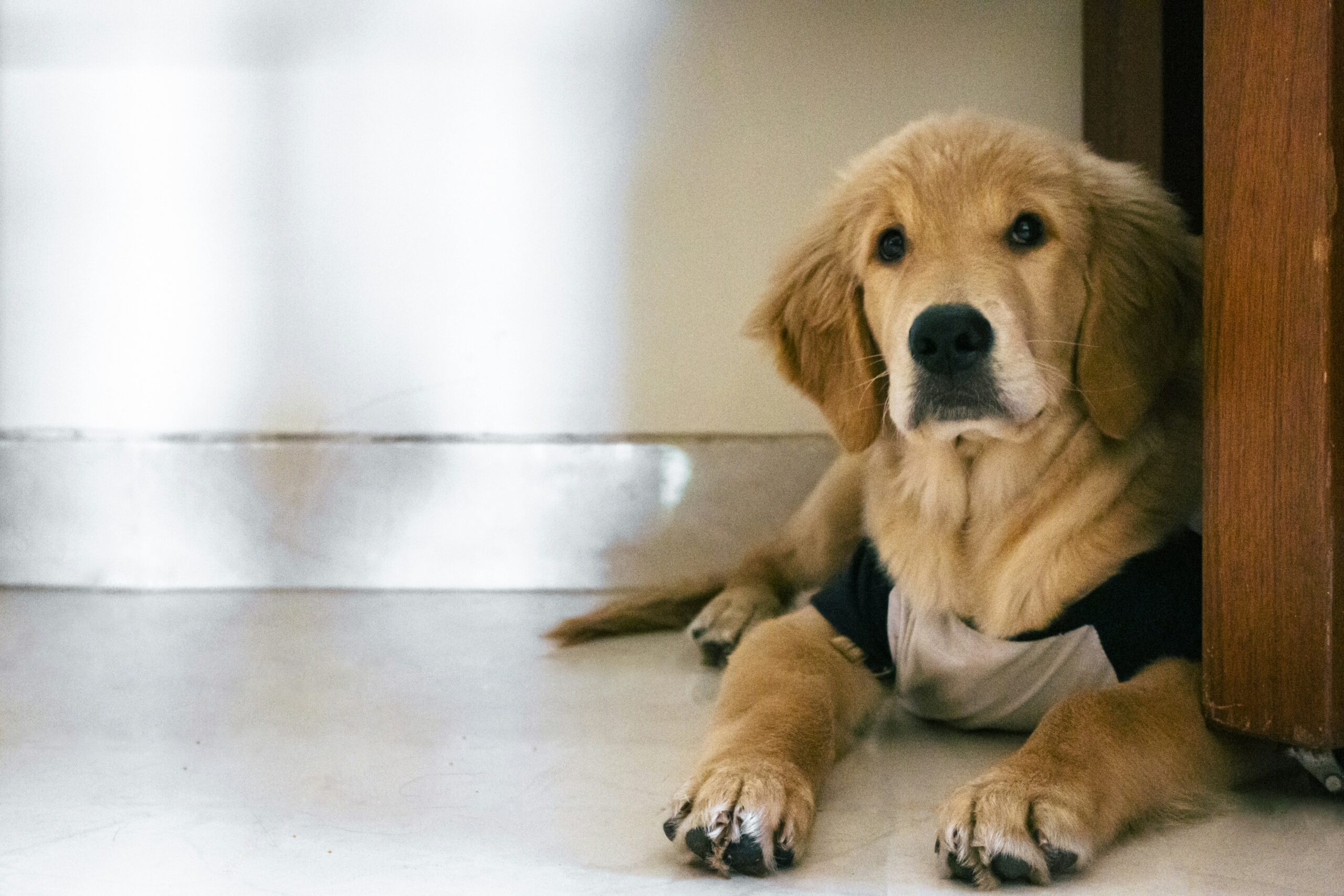 brown short coated dog lying on floor - PuppyStorage.com
