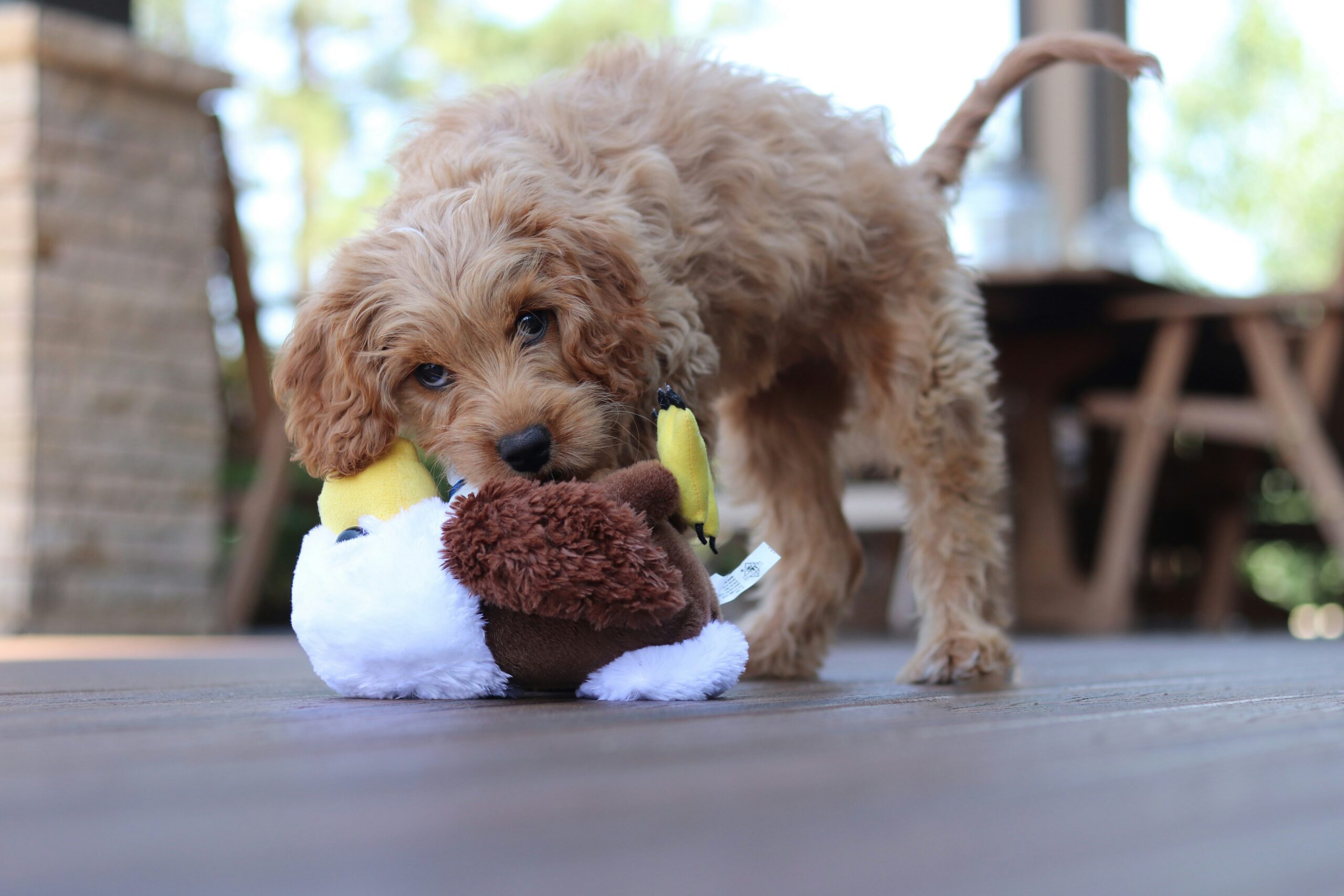 brown long coated small dog on white textile - PuppyStorage.com