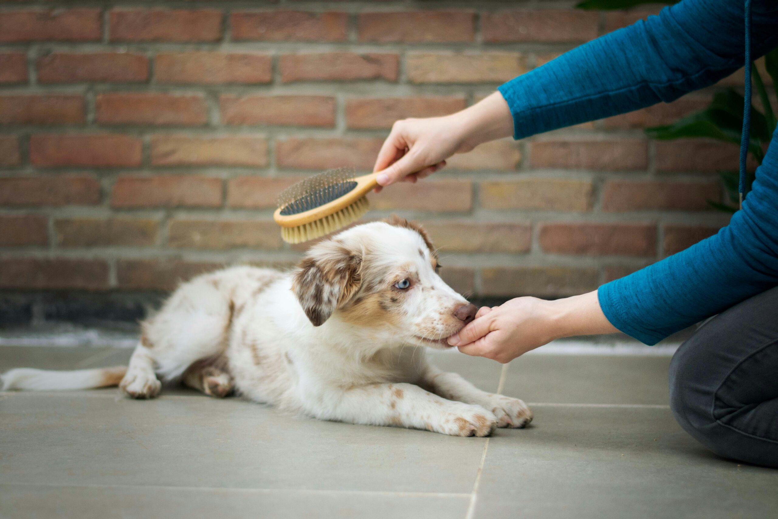 a person is brushing a dog's teeth with a brush - PuppyStorage.com