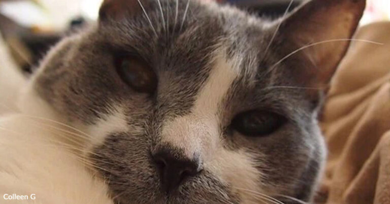 Lonely Winter Leads To A Shelter Cat Who Became My Everything | The Animal Rescue Site