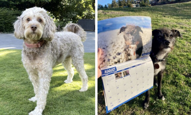 BC SPCA is now accepting pictures for its annual calendar contest – Castanet