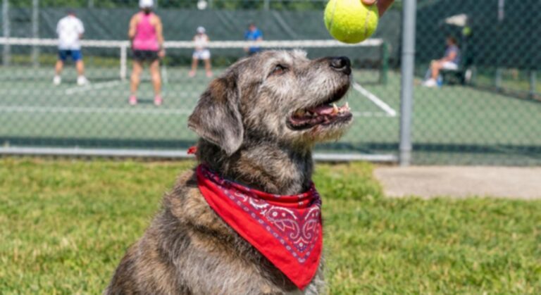 Stray Dog Becomes Beloved Tennis Court Mascot | The Animal Rescue Site
