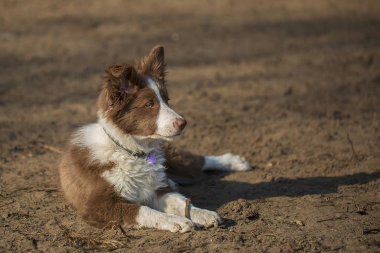 Top Puzzle Toys for Smart Puppies