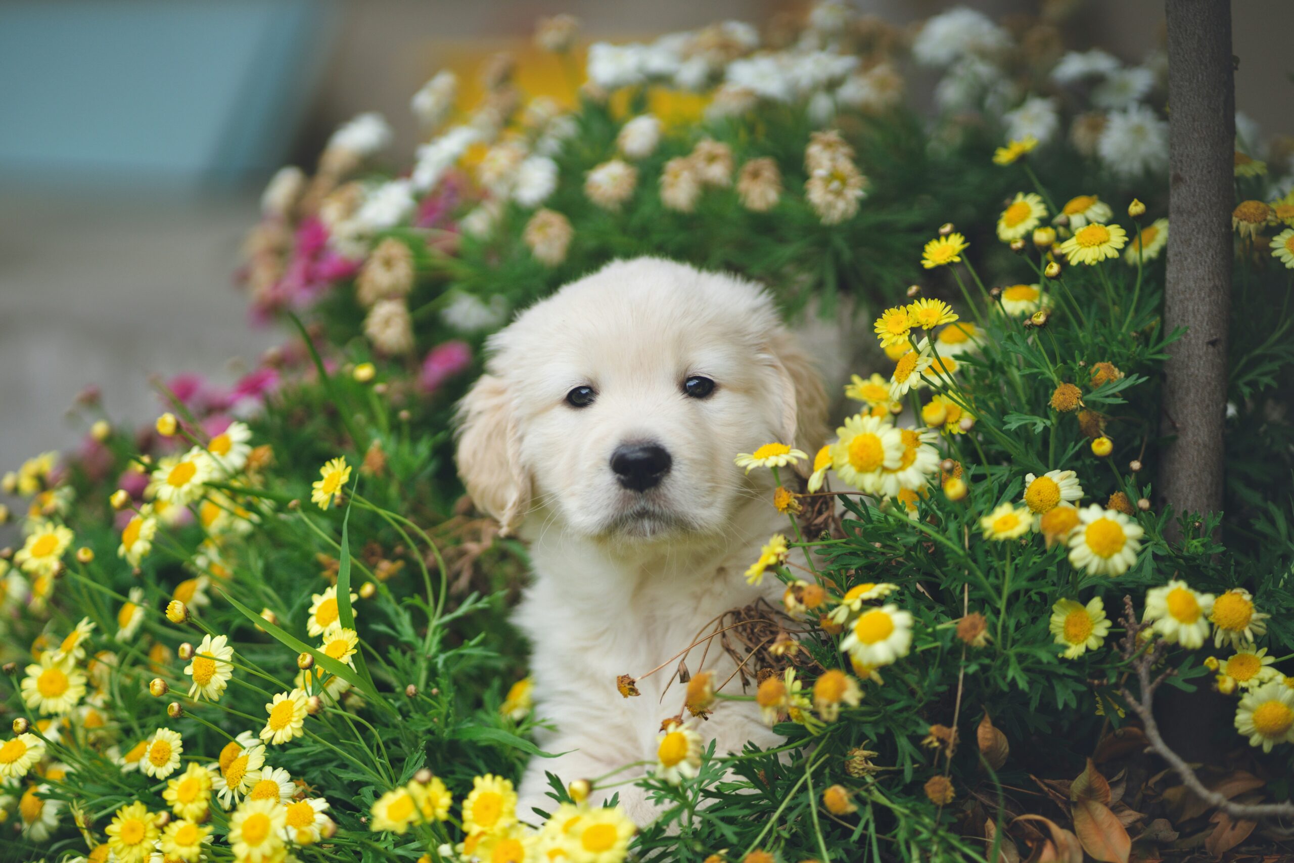 white and brown short coated puppy on blue flower field during daytime - PuppyStorage.com