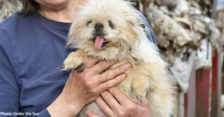 Over 50 Dogs Rescued from Horrific Breeding Farm Need Emergency Medical Care