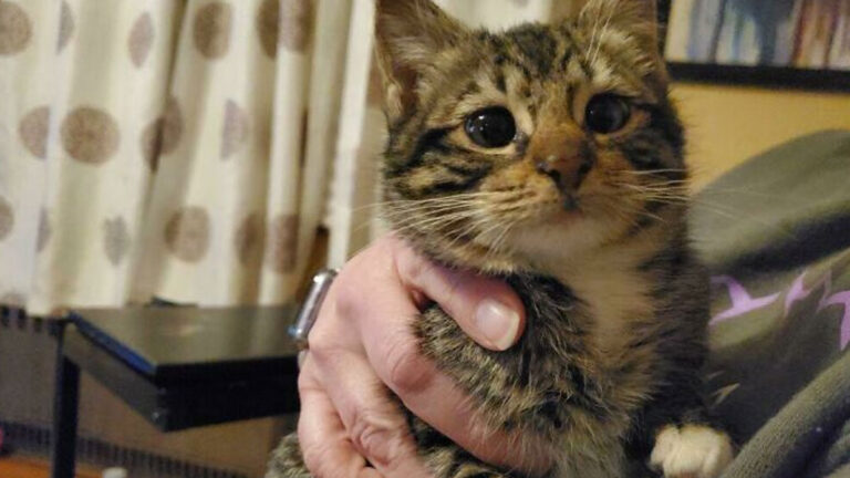 107 Adorable Pictures Of Animals That Are Bound To Lift Your Spirits And Make You Say “Aww”