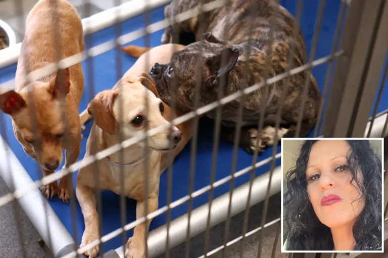 Dogs and cats seized in record-breaking animal rescue could be caged for … – New York Post