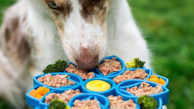 Major pet food recall after condemned batches resold – Cape Town ETC