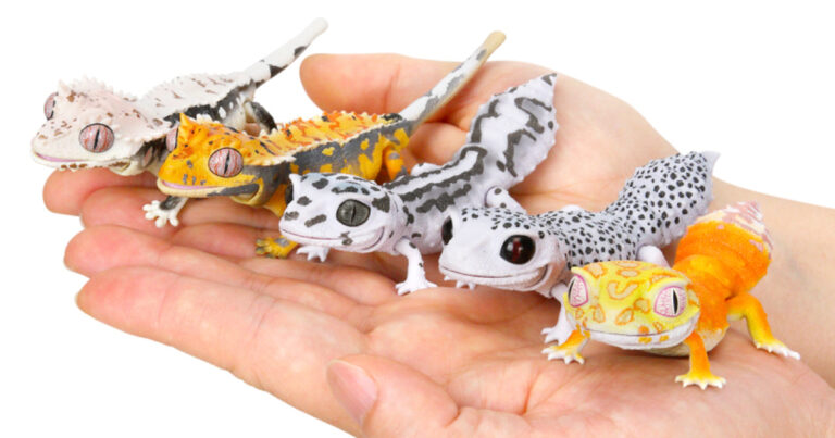 Bandai GASHAPON “Ikimono Dai Zukan Repti BEST Leopard Gecko & Crested Gecko …