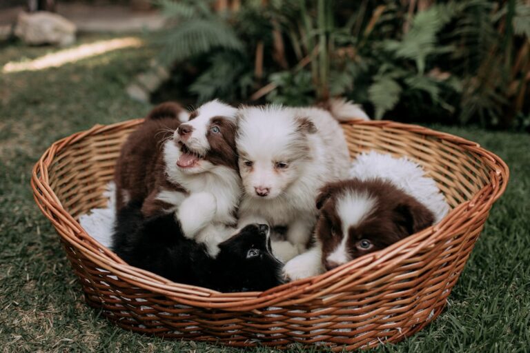 18 Best Easter Basket Stuffers for Pets – Country Living Magazine