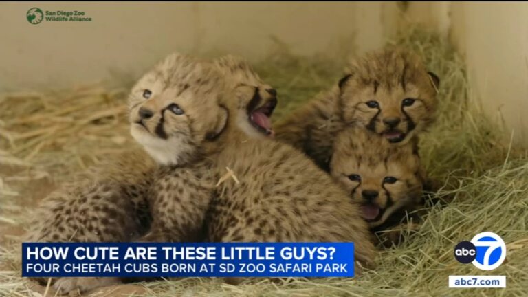 Four cheetah cubs welcomed at San Diego Zoo Safari Park – ABC7
