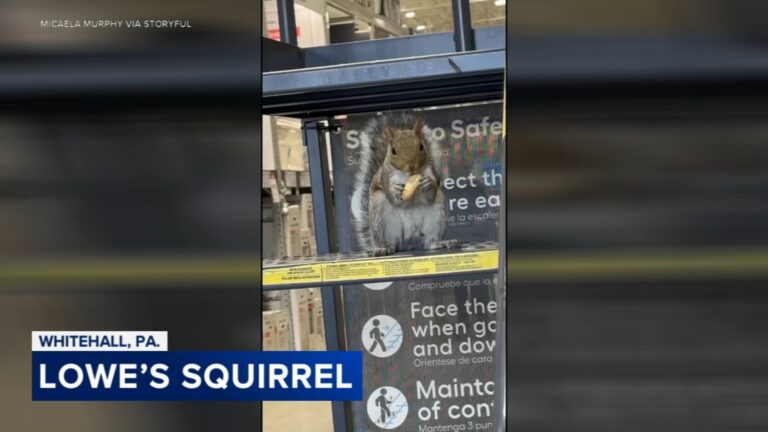 ‘Nuts and Bolts: Furry ’employee’ takes a snack break at Pa. Lowe’s store – 6ABC
