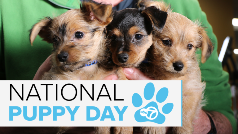 LIVE: ABC7 Puppy Cam adoption event for National Puppy Day 2026