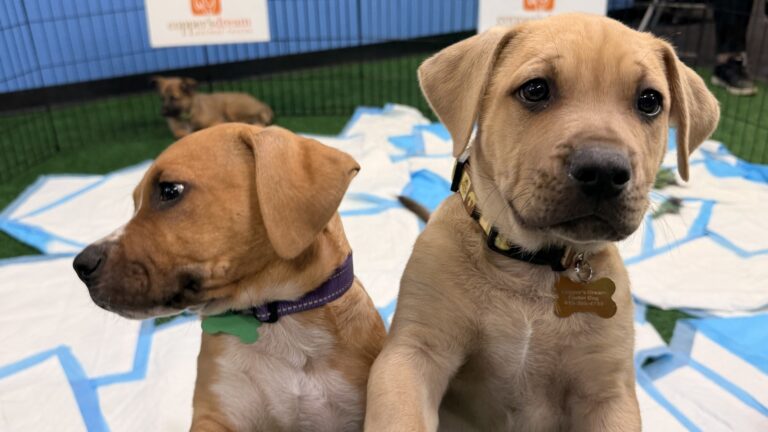 PHOTOS: Puppies at ABC7 for 2026 National Puppy Day adoption event – ABC7 News