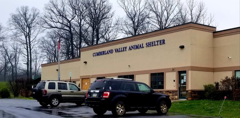 Meet Bibble and Sammie, this week’s CVAS pets of the week – Franklin County Free Press