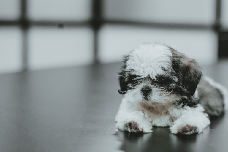 2026’s Cutest Puppy Names Revealed—Is Your Dog’s Name on the List? – Parade Pets