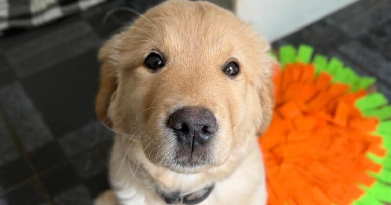 Guide Dogs calls for Dorset volunteers to raise puppies – Bournemouth Echo