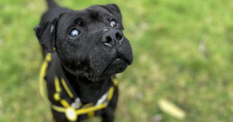 Dogs Trust in Cumbria looking for home for cute Barney | The Westmorland Gazette