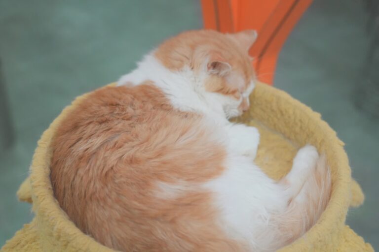 3 Giant Orange Cats All Curled up Form the Perfect Pod and It’s a Sight – Parade Pets