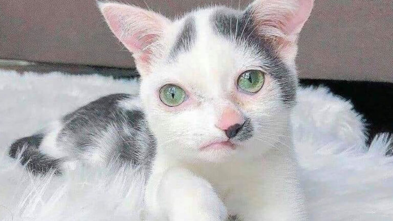 41 Pets Who Refused To Let Their Disabilities Pull Them Down And Lived Happily Ever After – AOL