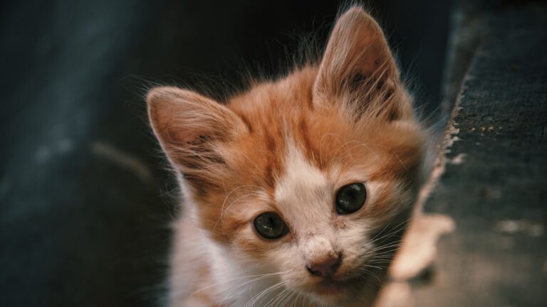 6 of the Cutest Short-haired Cats, According to Vets – Parade Pets