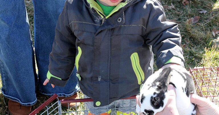 One and a half year old Lucas Scolamiero of West Kingston, RI gently pets this cute … – Westerly Sun
