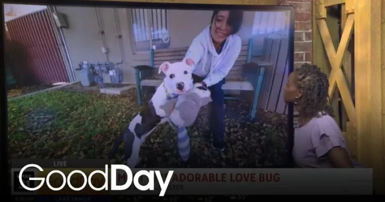 This adorable dog is looking for his forever home! | Pet of the Week – CBS News