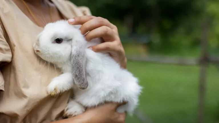 7 Adorable Signs Your Pet Rabbit Fully Trusts You, Says a Vet – Yahoo