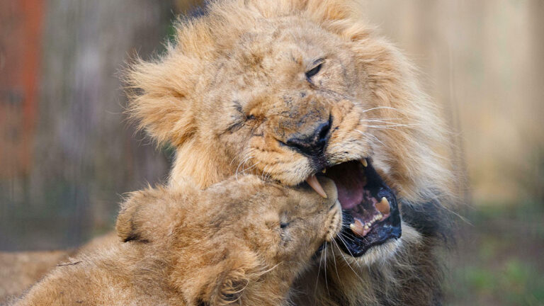 73 Amazing Photos That Might Make You Appreciate Animals Even More (New Pics) – AOL