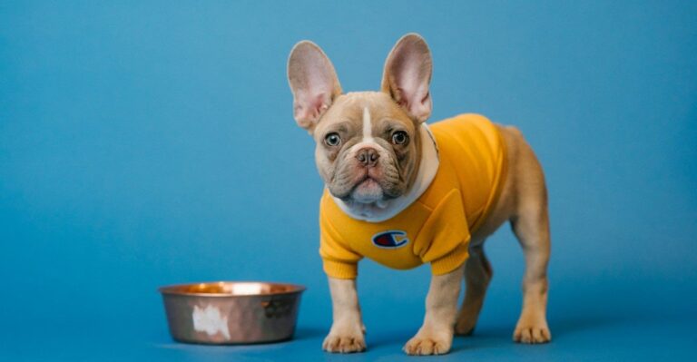 Bobtail, Canine Cuisine, Ultra Pet and more pet foods recalled from shelves – Bizcommunity