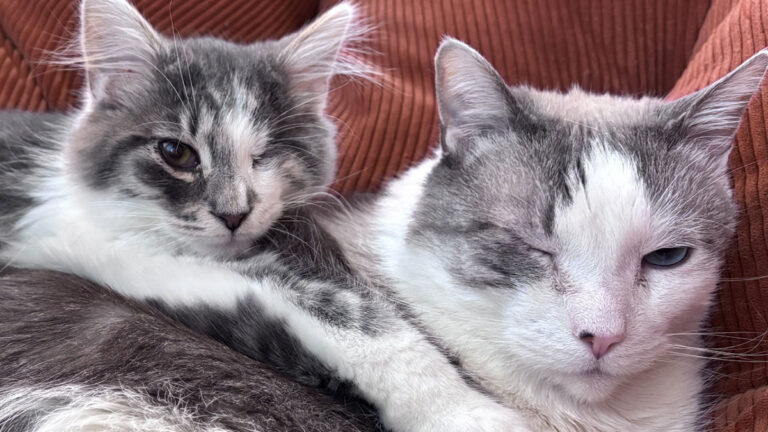 83 Wholesome Pics Of Adopted Rescue Pets Who Are Learning The Meaning Of “Home … – AOL.com