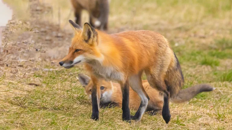 Is it legal to have a pet fox in Rhode Island? Other wild animals? – The Providence Journal