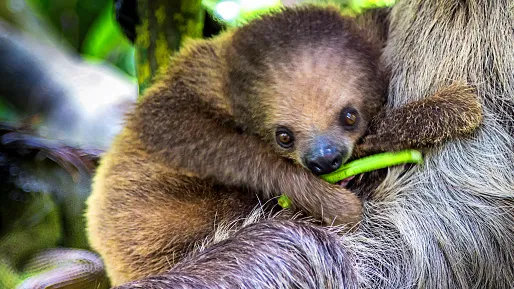 March Madness baby animal bracket: Meet the 16 adorable contenders – USA Today