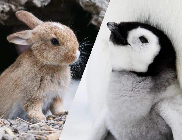March Madness but make it cute! 16 baby animals compete for your vote