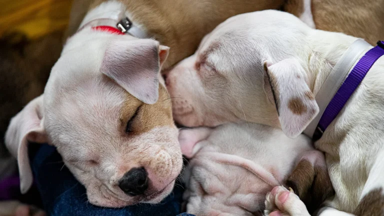 Are you tired at work Monday? So are these sleepy puppies – USA Today