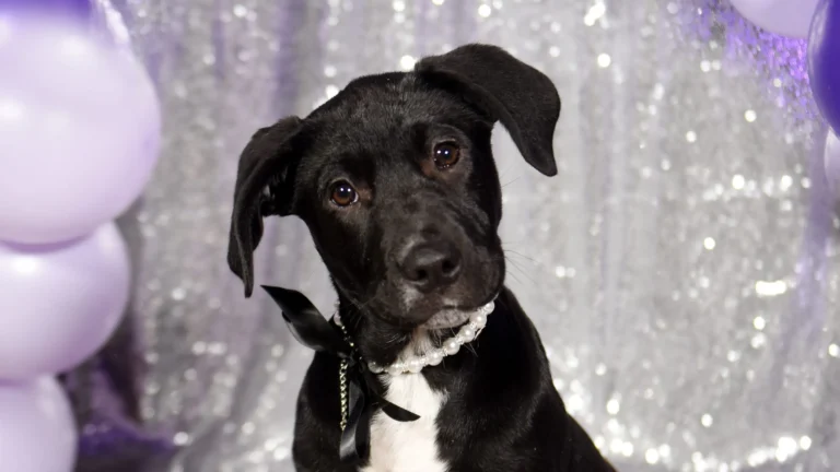 That puppy head tilt? There’s a science behind it. See the adorable behavior – USA Today