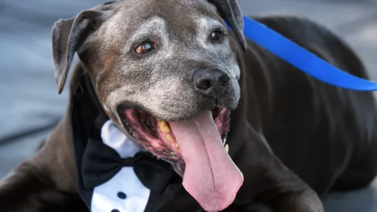 Dogs truly had their day at Touch of Grey Rescue’s Poocharella Fest – Florida Today