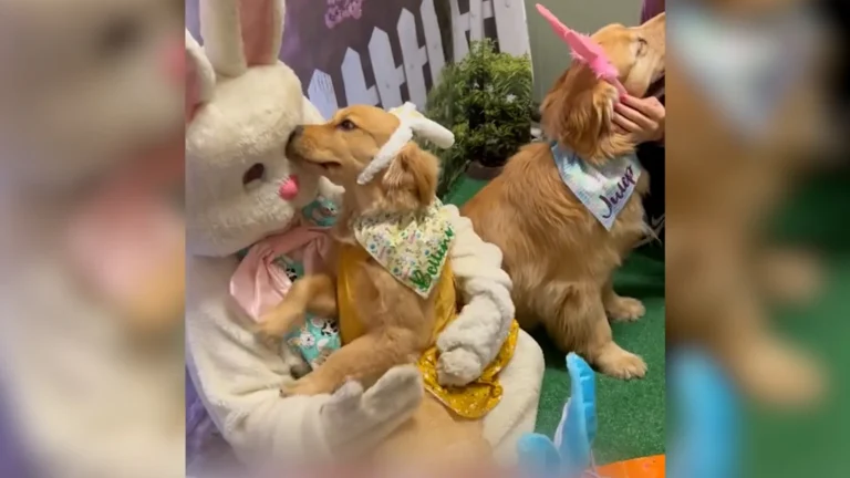 See adorable dogs react to meeting the Easter Bunny – USA Today