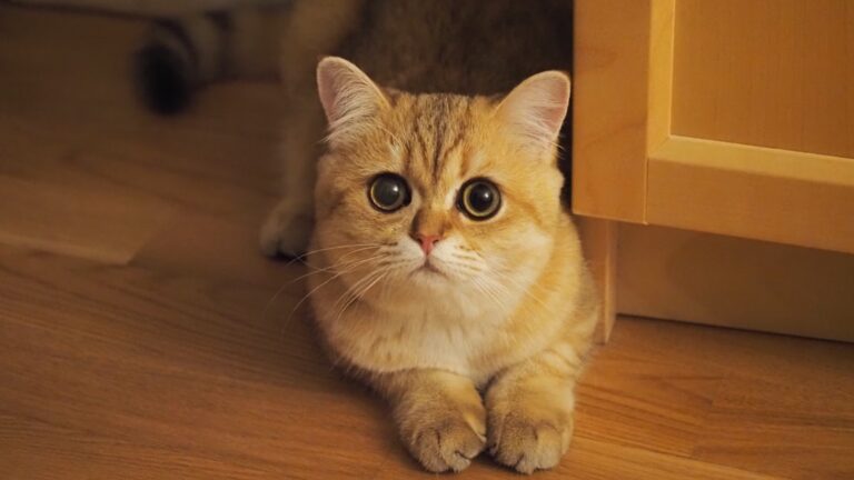 Adorable Cat’s Ability To Look Sad, Shocked, and Concerned in One Clip Is Legendary