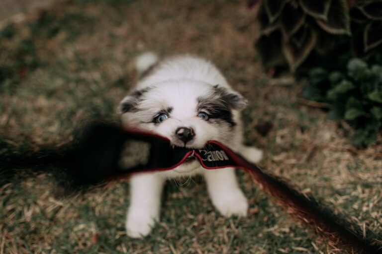 Adorable Puppy’s Obsession With One Stick Turns Into Pure Chaos – Parade Pets