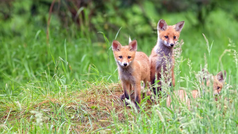 Adorable wild animals you should never try to pet – MSN