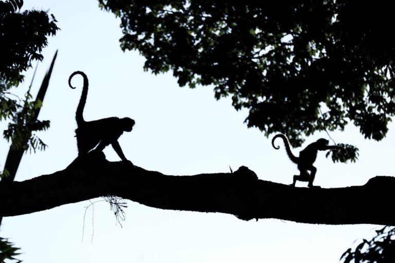 Amazon’s Whimsical Cat Tree Will Feel Like Sleeping in the Clouds, Literally – ParadePets