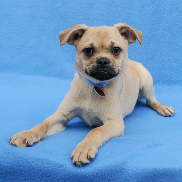 East Bay pets of the week for March 27