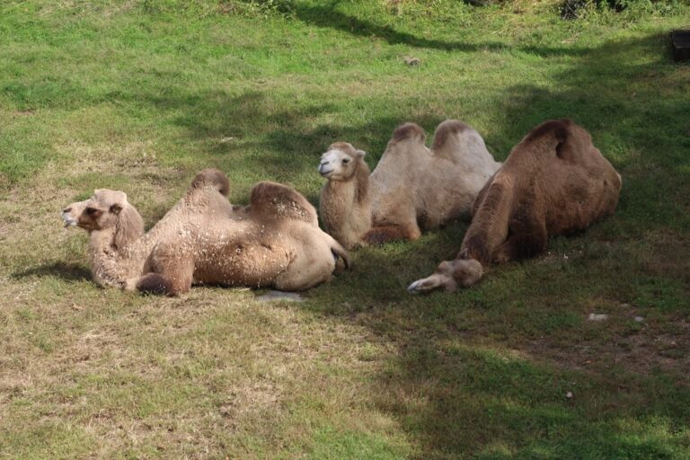 Baby Llamas Trying to Rest Amid the Chaos of the Zoo Is So Precious – PetHelpful