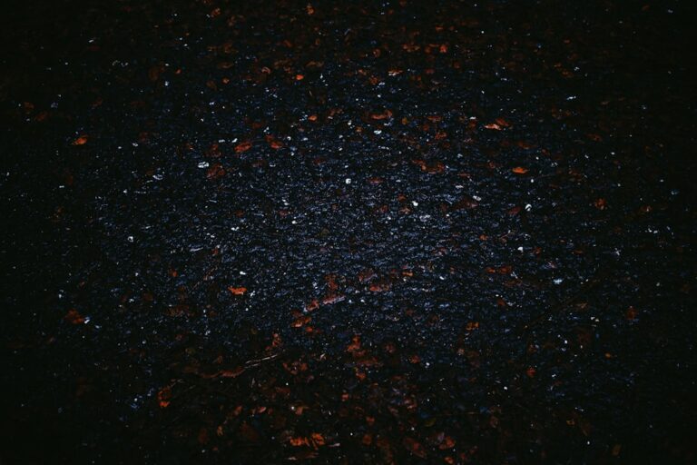 Black-and-White ‘Dwarf Pit Bull’ Proves Good Things Come in Tiny Packages – Parade Pets