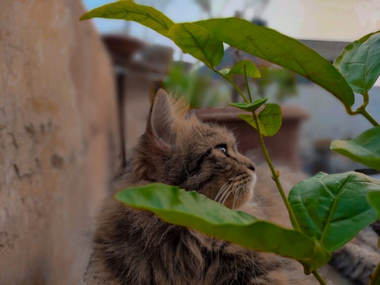 Calico Persian Cat 'Perfectly Matches' Her New Cat Tree – Parade Pets